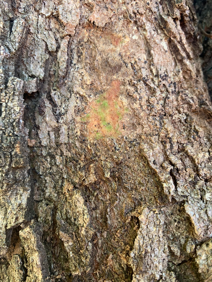Cor do tronco do ingá-feijão