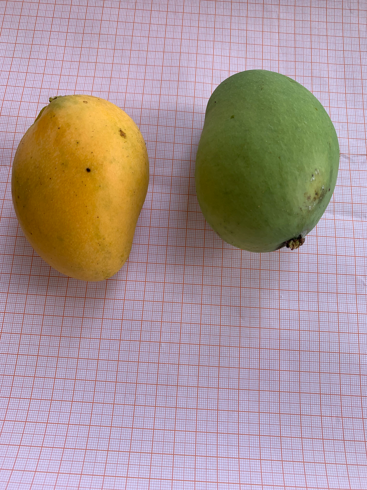 Fruto da mangueira